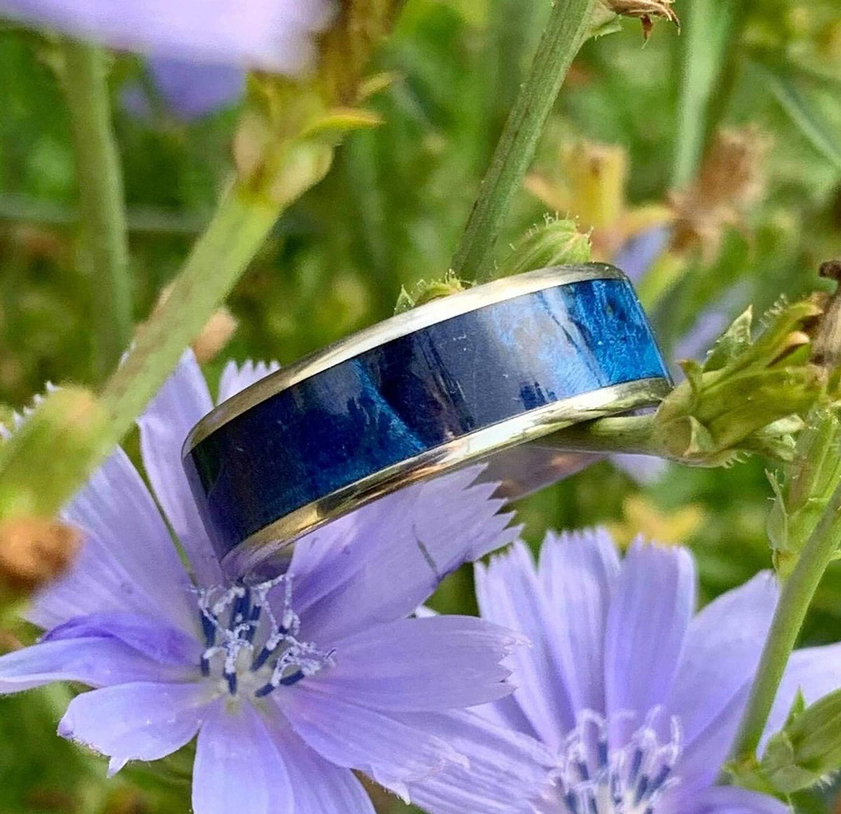 A silver-colored titanium ring with a blue box elder wood inlay is nestled among purple chicory flowers and green leaves.