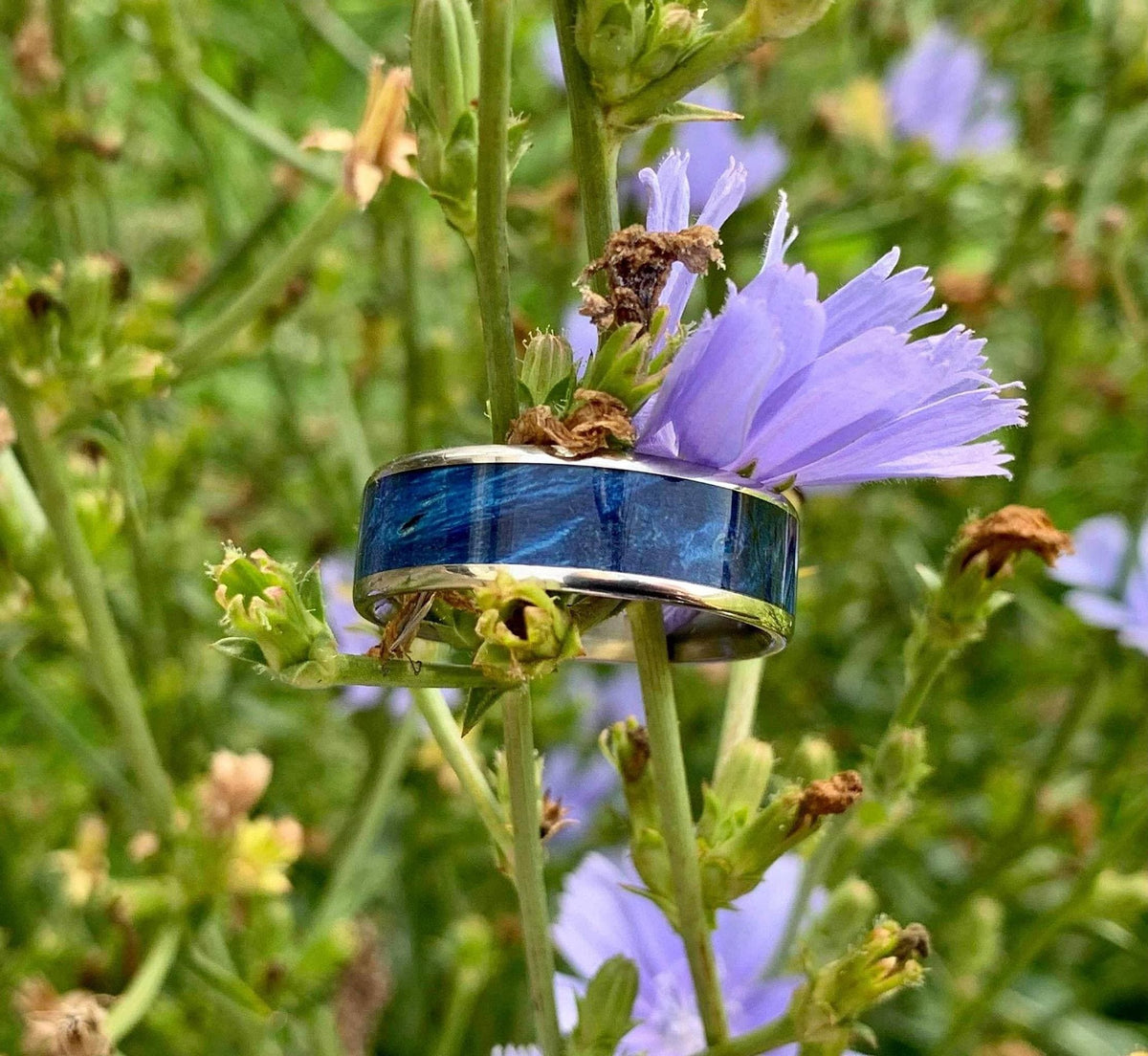 A silver-colored titanium ring with a blue box elder wood inlay is resting on a stem with purple chicory flowers and green leaves.
