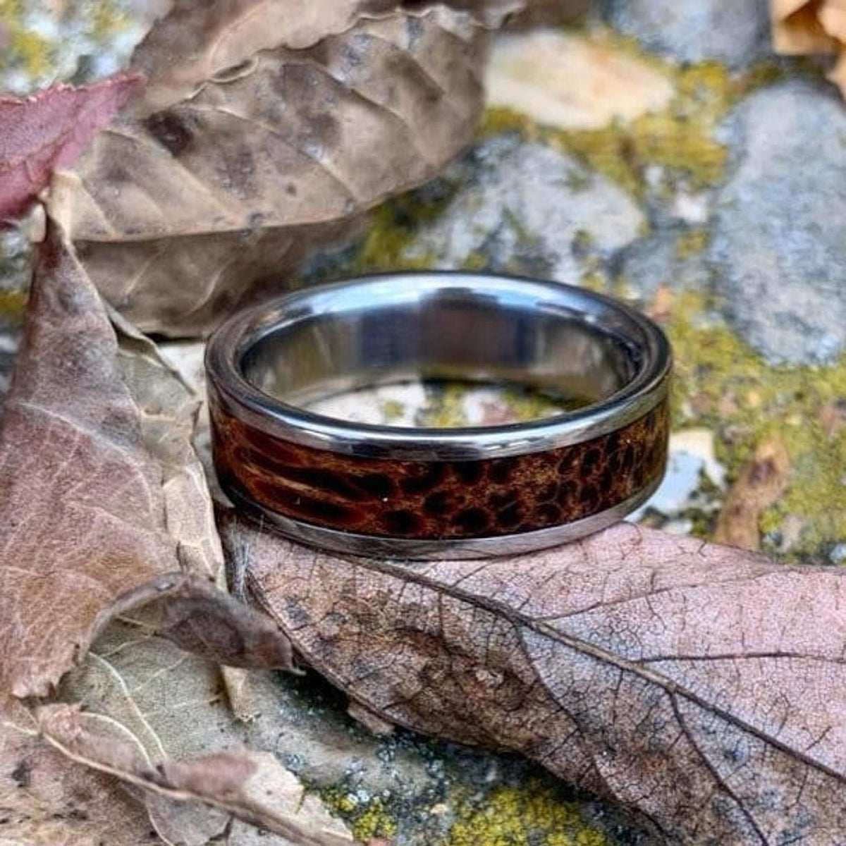 A close-up of a titanium and red palm wood ring placed among weathered leaves and rocks.