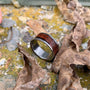 A wooden and metal ring sits among dried leaves and moss on stone.